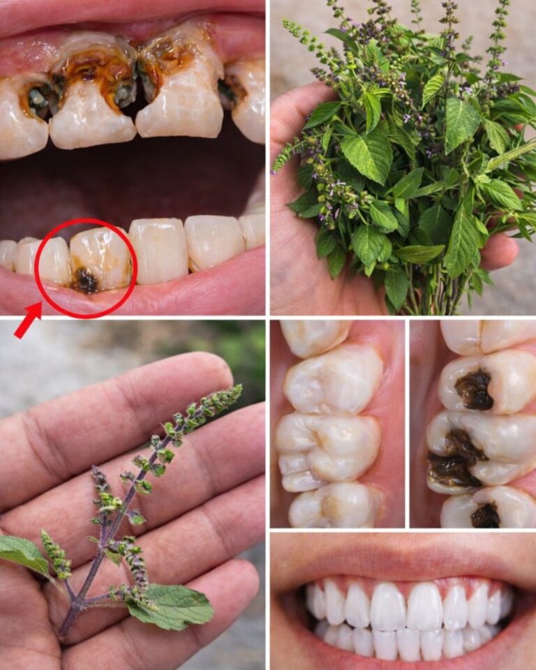 Holy Basil (Tulsi) for Oral Health: A Natural Way to Support Stronger Teeth, Healthier Gums, and Fresher Breath