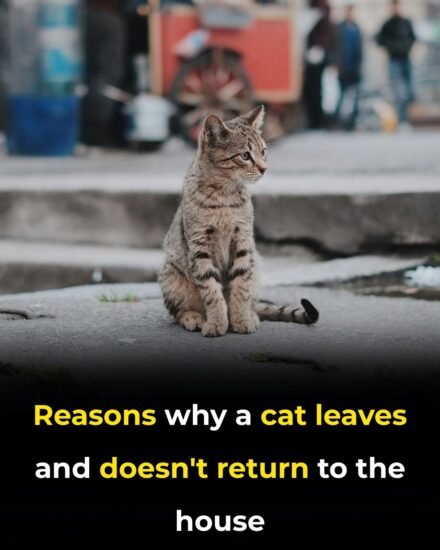 The Vanishing Cat: Unraveling the Mystery of Why Felines Leave Home and Never Return
