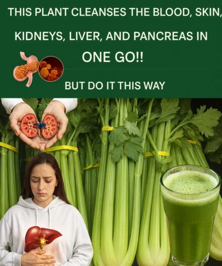 The Green Miracle Hidden in Plain Sight: How Pure Celery Juice Transforms Your Blood, Skin, and Entire Body From Within
