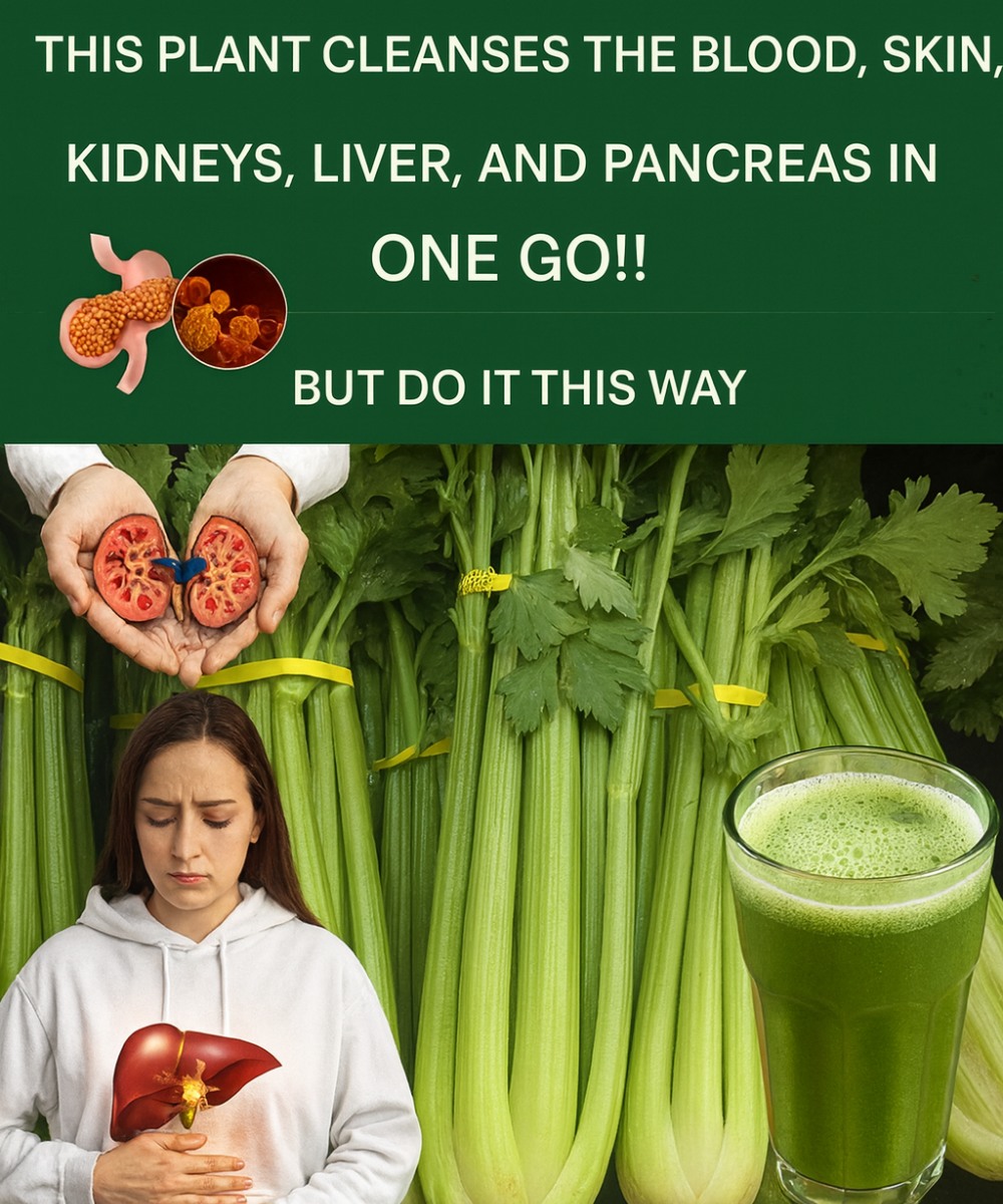 The Green Miracle Hidden in Plain Sight: How Pure Celery Juice Transforms Your Blood, Skin, and Entire Body From Within