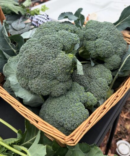 Doctors Explain What Really Happens When You Eat Broccoli and Why Cooking Method Matters