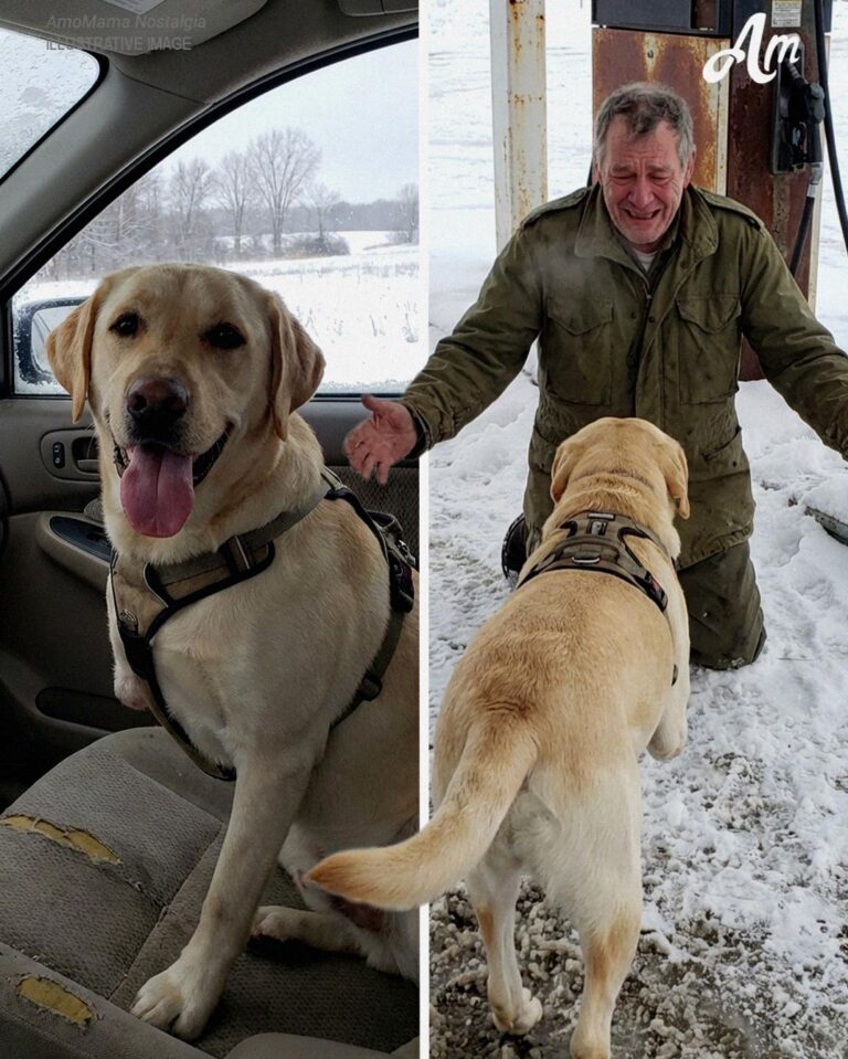 My 3-Legged Dog Recognized a Stranger Before I Did – and It Changed My Life in One Night