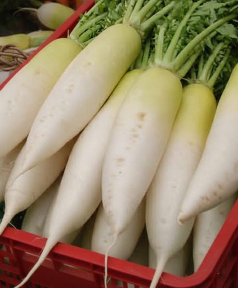 Doctors Reveal What Happens to Your Body When You Eat White Radish (Daikon)