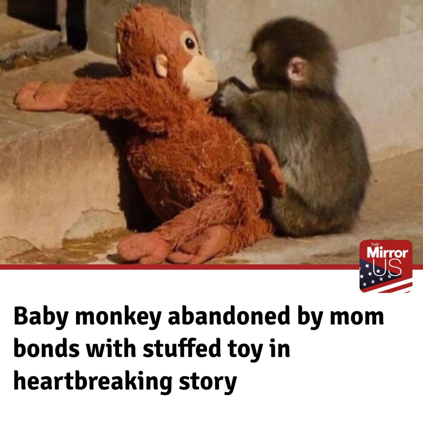 Baby monkey breaks hearts after being abandoned by mom and finding comfort in stuffed toy