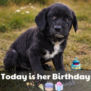 Celebrating Bethany: A Labrador’s Journey of Resilience and Hope