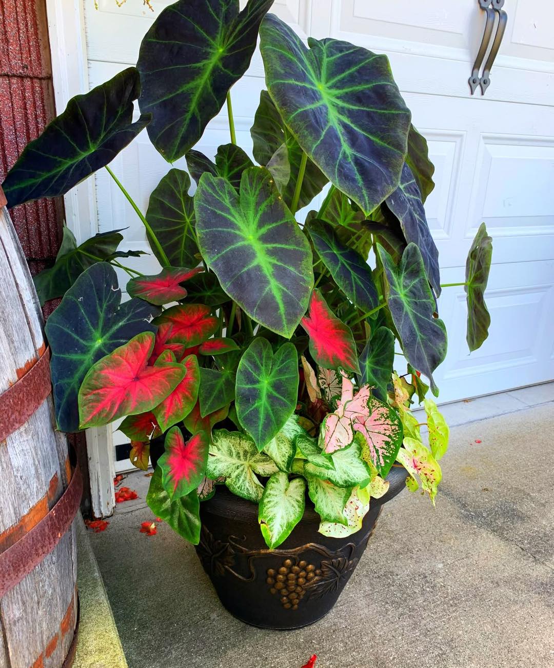 🌿 Title: Caladium Plant – A Tropical Beauty with Stunning Colors
