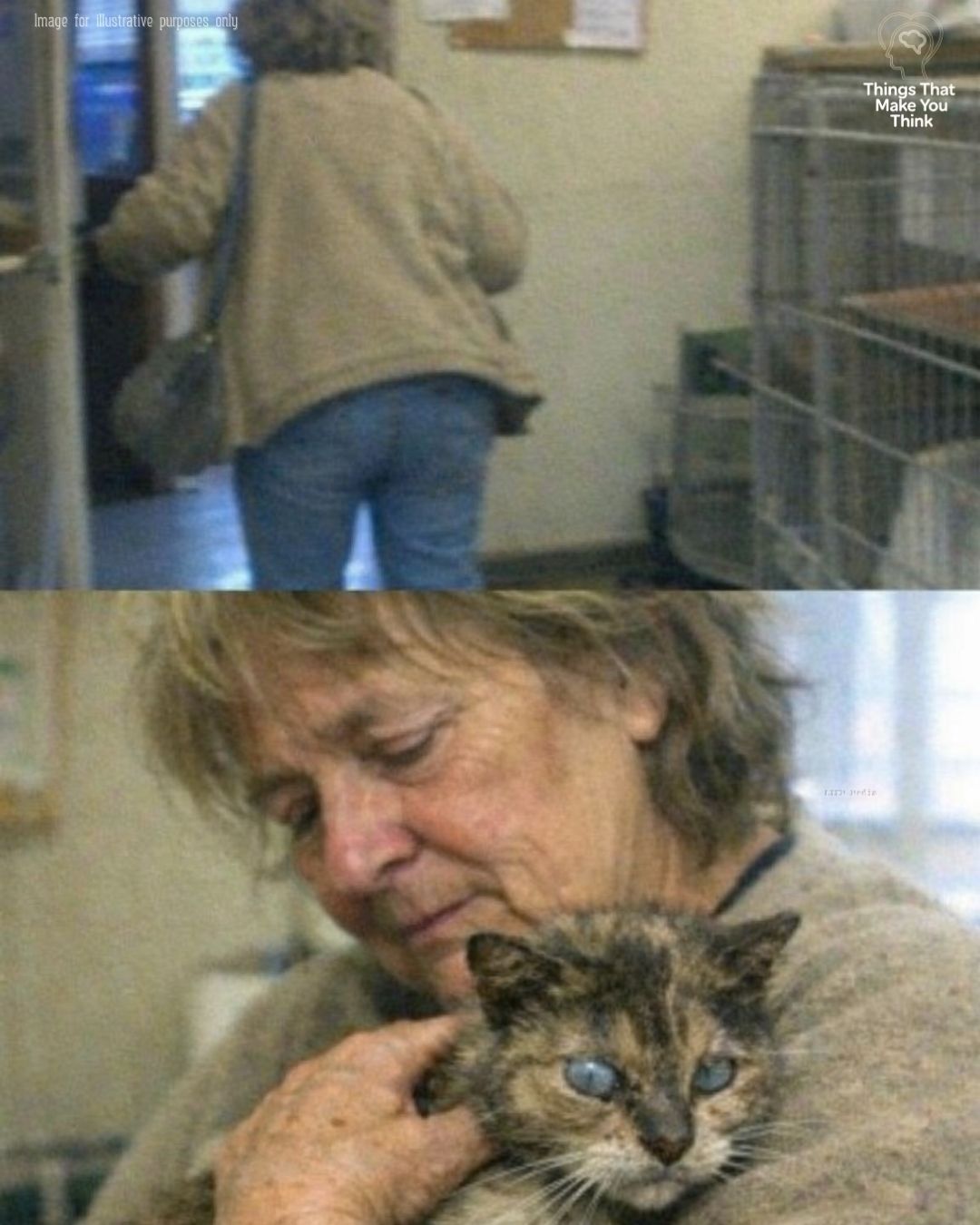 Seventeen Minutes Before Goodbye, a Blind Old Cat Found Home Again