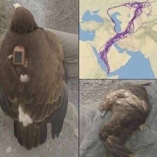 Scientists Tracked an Eagle for 20 Years—What They Learned
