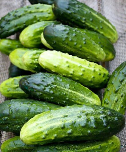 Doctors reveal that eating cucumber in salads causes