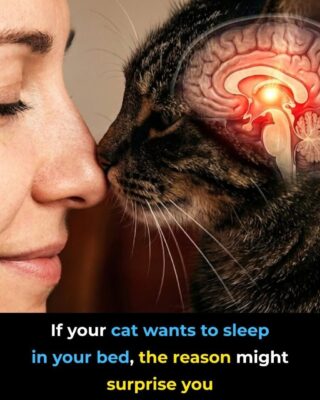 Your Cat Isn’t Just Being Cute—Here’s Why They Sleep With You;