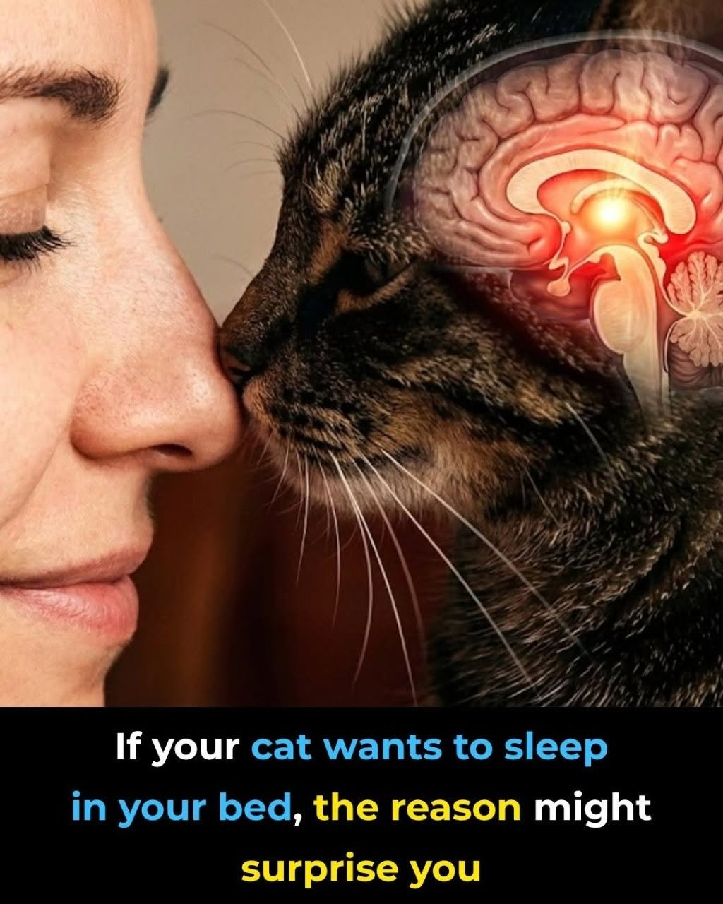 Your Cat Isn’t Just Being Cute—Here’s Why They Sleep With You;