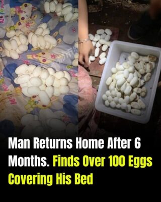 Man Returns Home After Six Months, Shocked to Find More Than 100 Mysterious Eggs Covering His Bed
